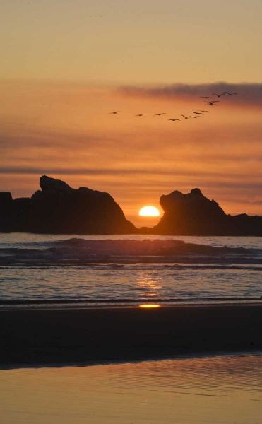 Oregon Birds fly over sunset between sea stacks